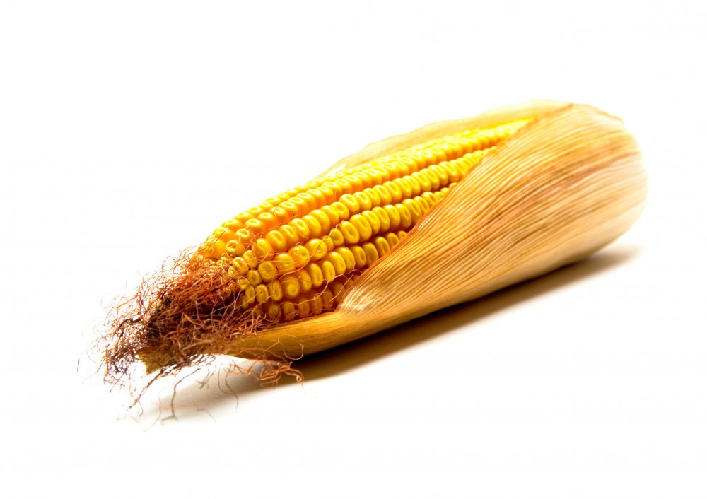 Takarmány kukorica