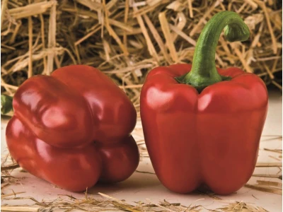 Abadia 1.000 szem blocky paprika vetőmag