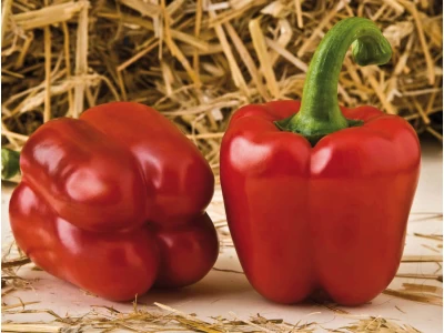Abadia 250 szem blocky paprika vetőmag