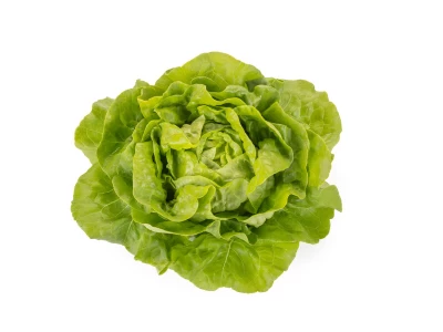 Abellina (43-BU8181) 5.000 szem fejessaláta vetőmag 3-3,5