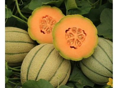 Akiles F1 100 szem sárgadinnye vetőmag