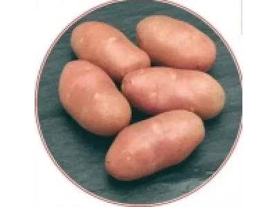 Aladin burgonya vetőgumó 25 kg Kl. A 35-55 mm