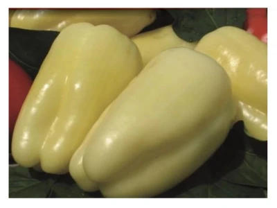 Albaregia 1.000 szem blocky paprika vetőmag