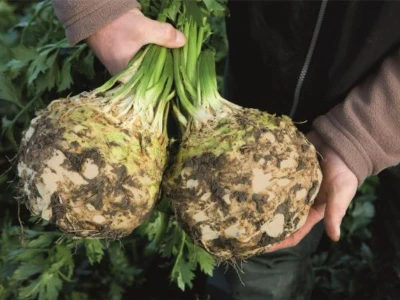 Alicia 10.000 szem gumós zeller vetõmag