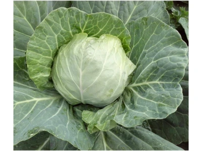 Alina 2.500 szem káposzta vetõmag