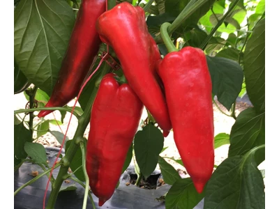 Archivarius 1.000 szem kápia paprika vetőmag