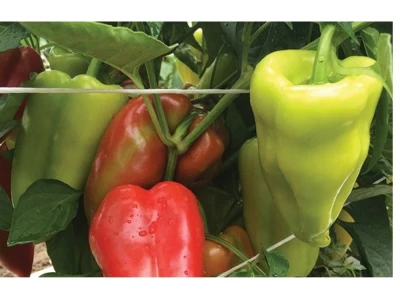 Ariadni 500 szem kápia paprika vetőmag