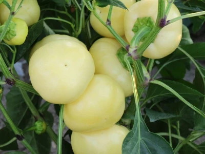 Arina 5.000 szem paprika vetõmag