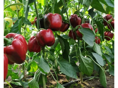 Armand 1.000 szem kaliforniai paprika vetőmag