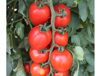 Armira 250 szem paradicsom vetőmag