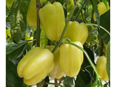Bagoly 5000 szem blocky paprika vetőmag