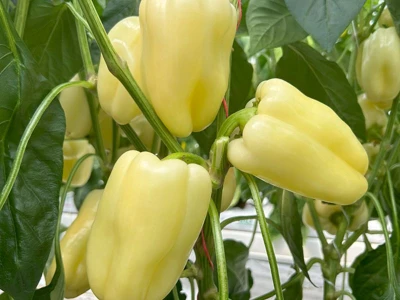 Bagolyrez F1 1.000 szem paprika vetõmag