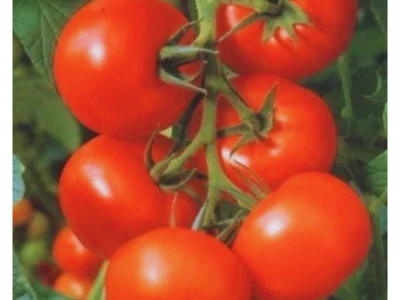 Balkan 250 szem paradicsom vetőmag