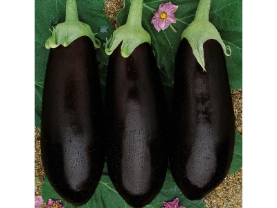 Barcelona 500 szem padlizsán vetõmag