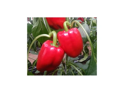 Batory 1.000 szem blocky paprika vetőmag