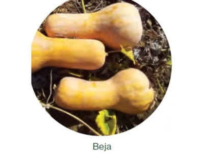 Beja 1.000 sz sütőtök vetőmag