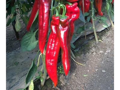 Bercel 250 szem dulce italiano paprika vetőmag