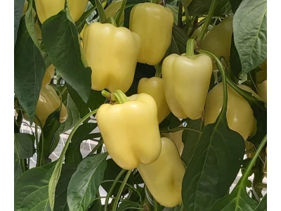 Bernita 1.000 szem fehér blocky paprika vetőmag