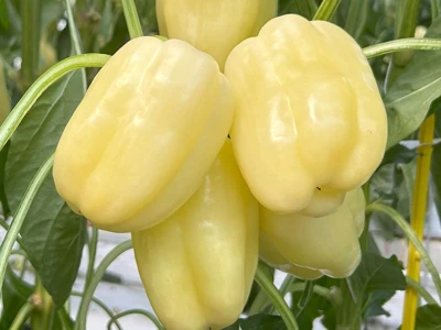 Bernitarez F1 1.000 szem paprika vetõmag