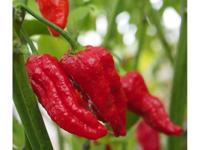 Bhut Jolokia Red 50 szem chilli vetőmag