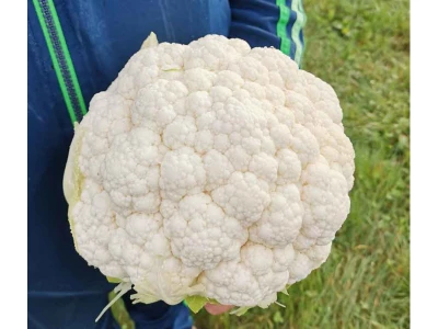 Bianca 2.500 szem karfiol vetőmag