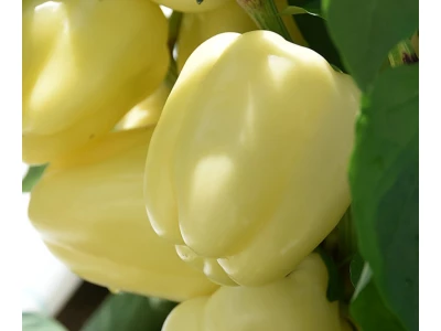 Bíbic 1.000 szem blocky paprika vetőmag ELÕCS.