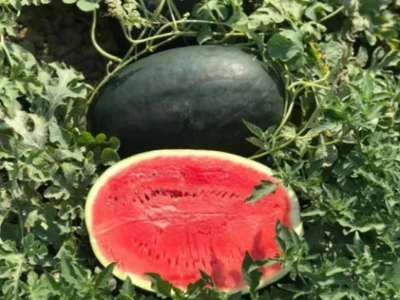 Black Falcon F1 100 szem görögdinnye vetõmag