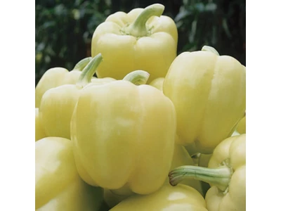 Blondy 500 szem blocky paprika vetőmag