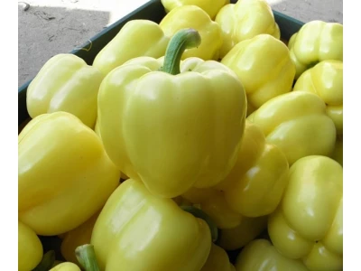 Bóbita 5.000 szem blocky paprika vetőmag