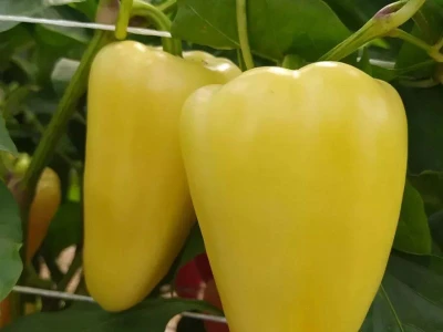Borka F1 500 szem TV paprika vetõmag