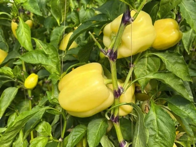 Buratti 100 szem kaliforniai paprika vm