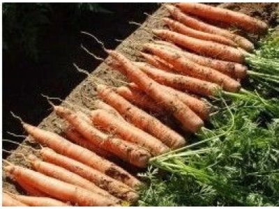 Cadance 1.000.000 szem sárgarépa vetőmag 1,8-2