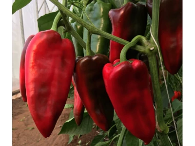 Cahuna 100 szem kápia paprika vetőmag