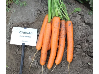 Caravel 100.000 szem sárgarépa vetőmag 1,4-1,6