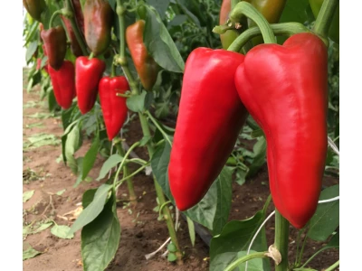 Carina 100 szem kápia paprika vetőmag