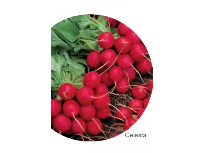 Celesta 250 g hónapos retek vetőmag