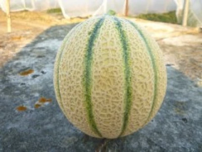 Celestial 1.000 szem sárgadinnye vetőmag