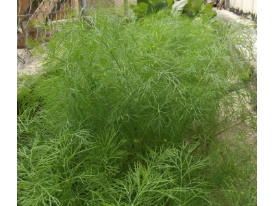 Ceres 100g kapor vetőmag