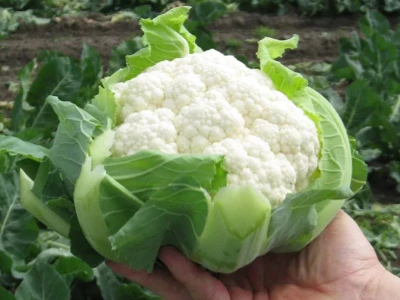 Clipper 2.500 szem karfiol vetõmag