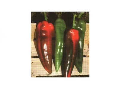 Coach 100 szem kápia paprika vetőmag