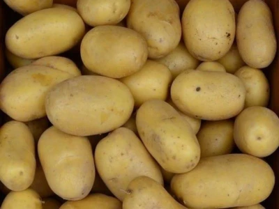 Colomba 25kg burgonya vg 35-55 UT1