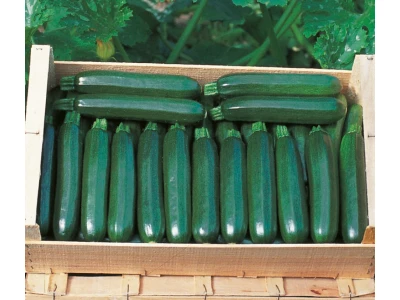 Cora 1.000 szem cukkini vetőmag