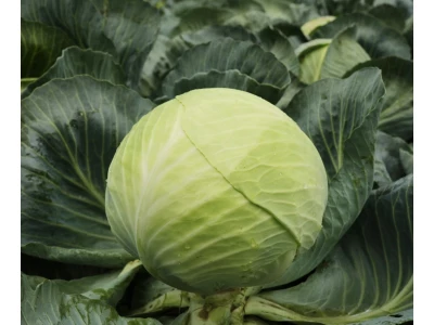 Coronata 2500 szem fejes káposzta vetőmag PR