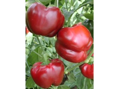 DRAVA (OS 184) F1 500 szem paprika vetőmag