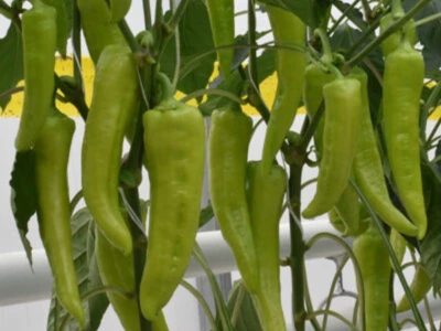 Dála 1.000 szem paprika vetõmag