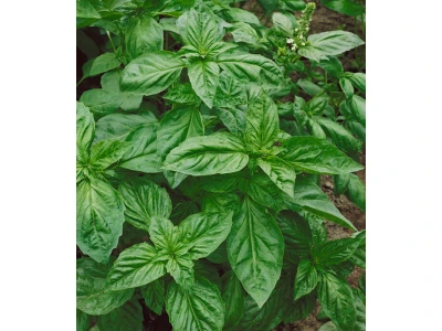 Dark Green 10g bazsalikom vetõmag
