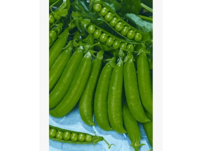 Debreceni korai velőborsó 0,5kg vetőmag