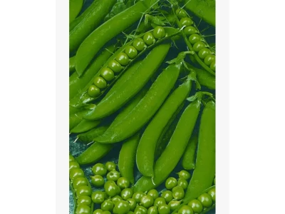 Debreceni világoszöld 500g borsó vetőmag