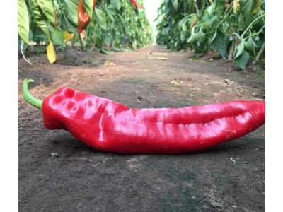 Delicado 100 szem dolce italiano paprika vetőmag