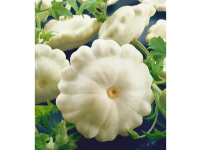 Delikates 500gr patiszon vetõmag